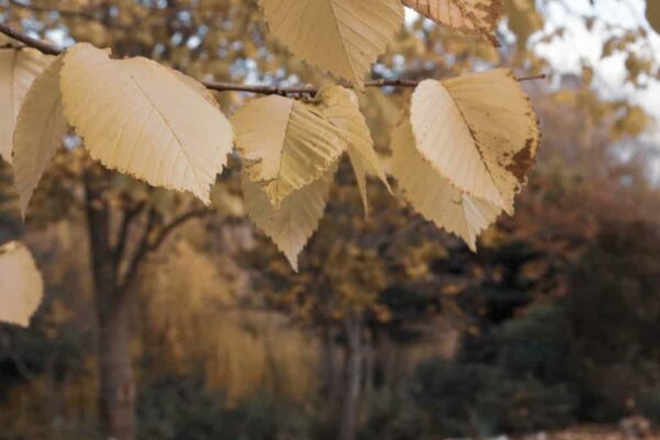 Whitestone 78 1170x917